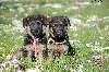  - Photos des chiots