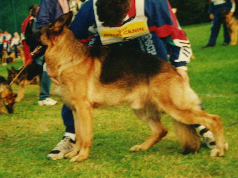 Jock Du manoir de montgommery