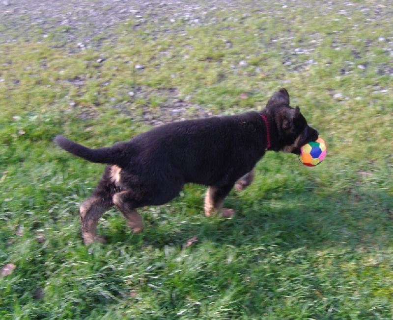 Chiots de Gasby et Gina