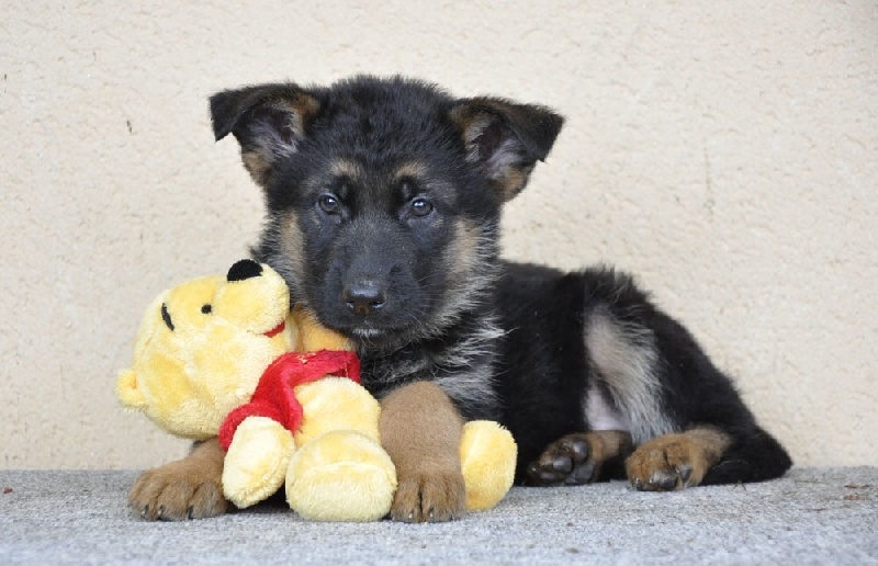 Photos des chiots (Danger & Heidi)